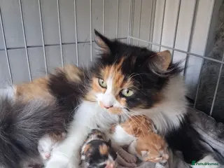 Mixed Breed cats 4 Beauitful Turkish Van fluffy babies - Advert 2