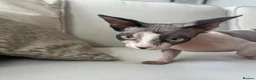 Sphynx cats for sale: Sphynx cat - Advert 3