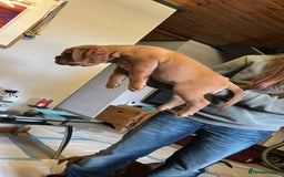 Dogue De Bordeaux dogs for sale: KC Dogue de Bordeaux Girl – Champion Bloodline - Advert 7