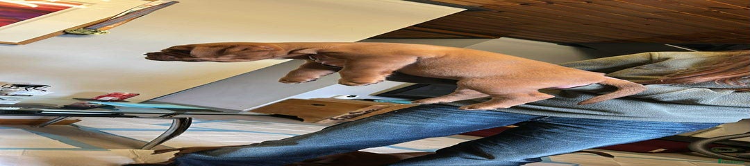 Dogue De Bordeaux Puppy 1