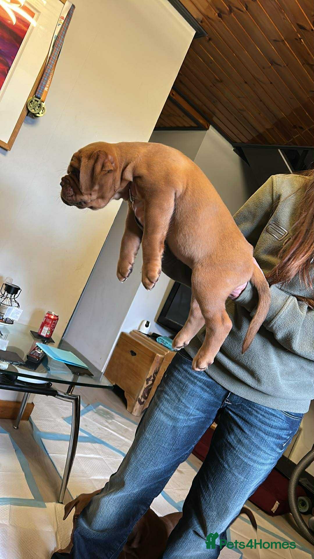 Dogue De Bordeaux dogs for sale: KC Dogue de Bordeaux Girl – Champion Bloodline - Advert 7