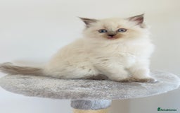 Ragdoll cats for sale: Ragdoll x maine coon kittens for sale  - Image 5
