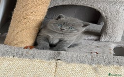 British Shorthair cats for sale: British shorthair kittens “Ready now” - Image 8