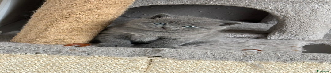 British Shorthair Kitten 3