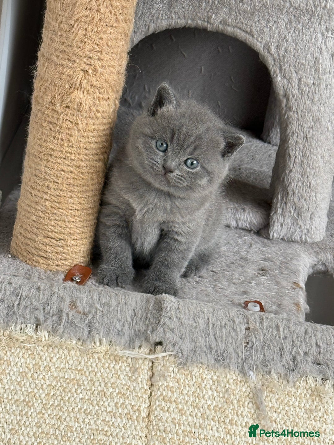 British Shorthair cats for sale: British shorthair kittens “Ready now” - Image 8