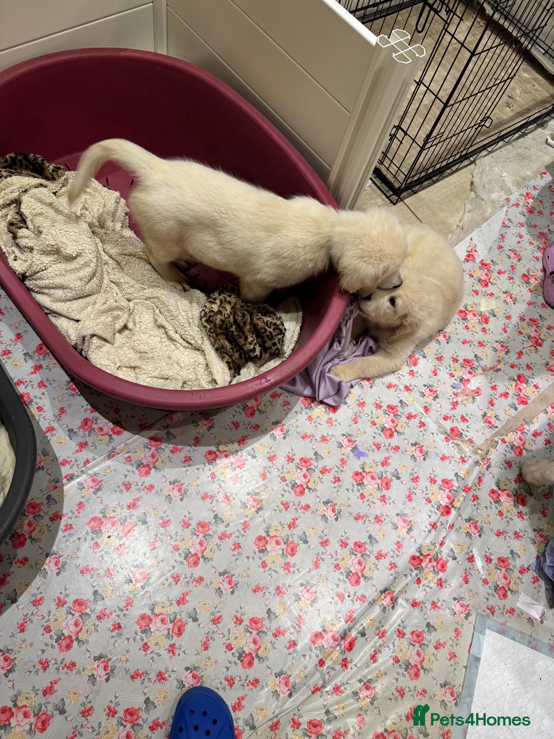 Golden Retriever dogs for sale: LAST 1 KC REG CHAMPIONSHIP BLOOD LINE CREAM  - Image 15