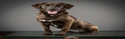 Mixed Breed dogs for adoption: MAISIE –   4 Years Old, Mixed Breed Girl  in Stanley - Advert 9