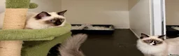 Ragdoll cats for sale: Stunning fully vaccinated male ragdoll kittens - Advert 8