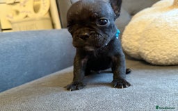 French Bulldog dogs for sale: ✨Stunning Pedigree French Bulldog Puppies✨ - Advert 16