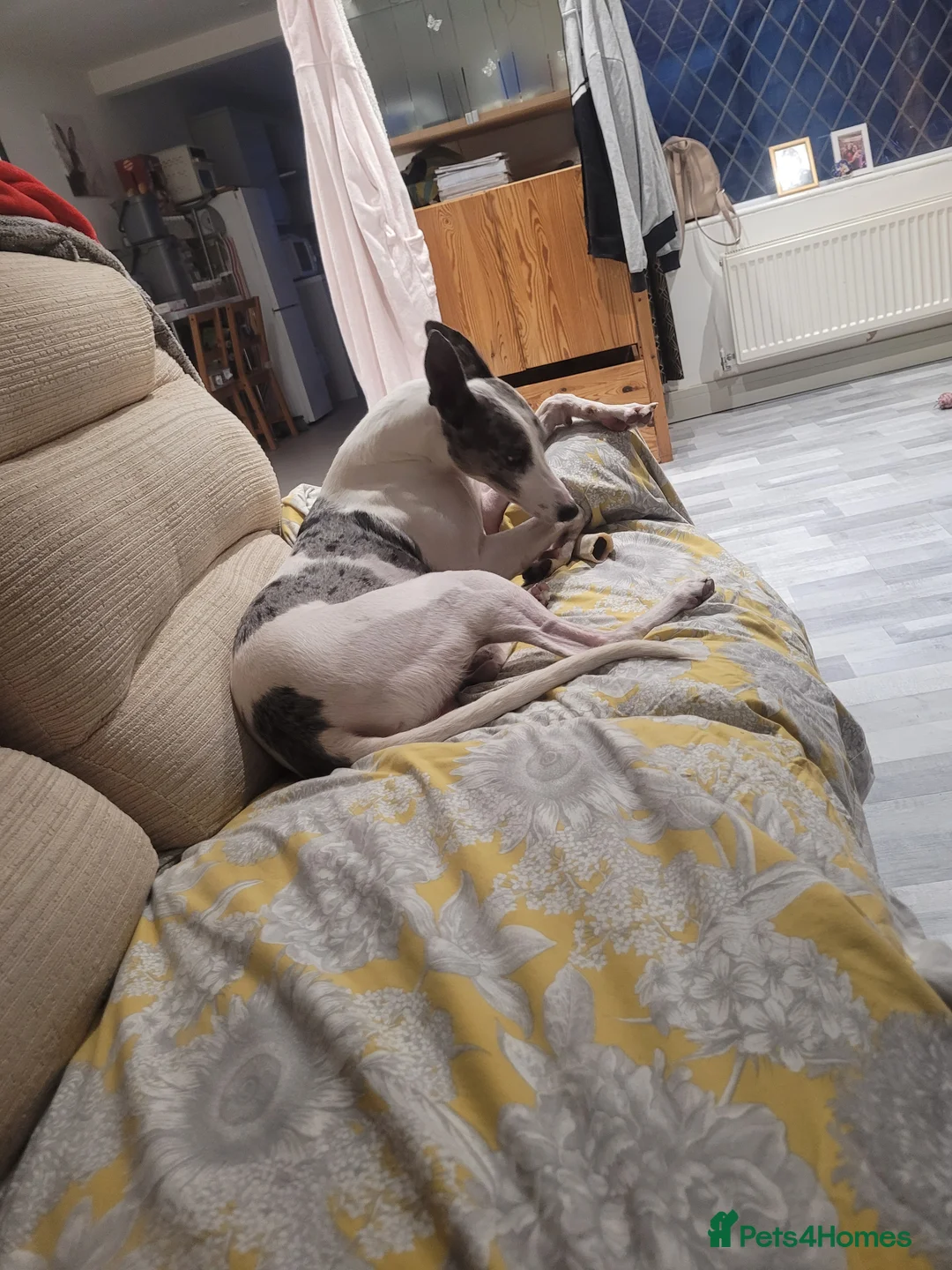 Lurcher dogs for sale: Leo 2 year old in Chorley - Advert 2