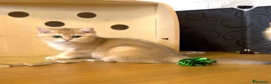 British Shorthair Kitten 3