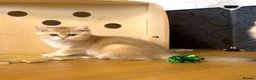 British Shorthair cats for sale: 🌟3 Adorable Golden BSH kittens left 🌟 - Advert 21