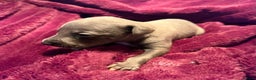 Whippet dogs for sale: 3 Stunning Whippet Boy's available  - Advert 3