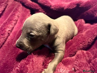 Whippet dogs 3 Stunning Whippet Boy's available - Advert 1