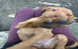 Hungarian Vizsla dogs for sale: Hungarian WIREHAIRED Vizsla puppies KC reg in Cranbrook - Image 26
