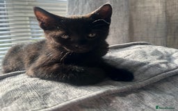 Domestic Shorthair cats for sale: Amazingly Tame, Beautiful Female Kittens  - Image 11
