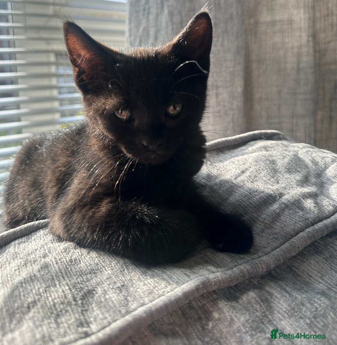 Domestic Shorthair cats for sale: Amazingly Tame, Beautiful Female Kittens  - Image 11