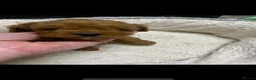 Cavapoo dogs for sale: Cavapoo babies  - Advert 12
