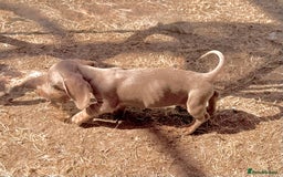 Miniature Dachshund dogs for sale: Beautiful Isabella dachshund puppies - Image 17