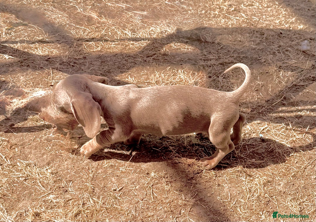 Miniature Dachshund dogs for sale: Beautiful Isabella dachshund puppies - Image 17
