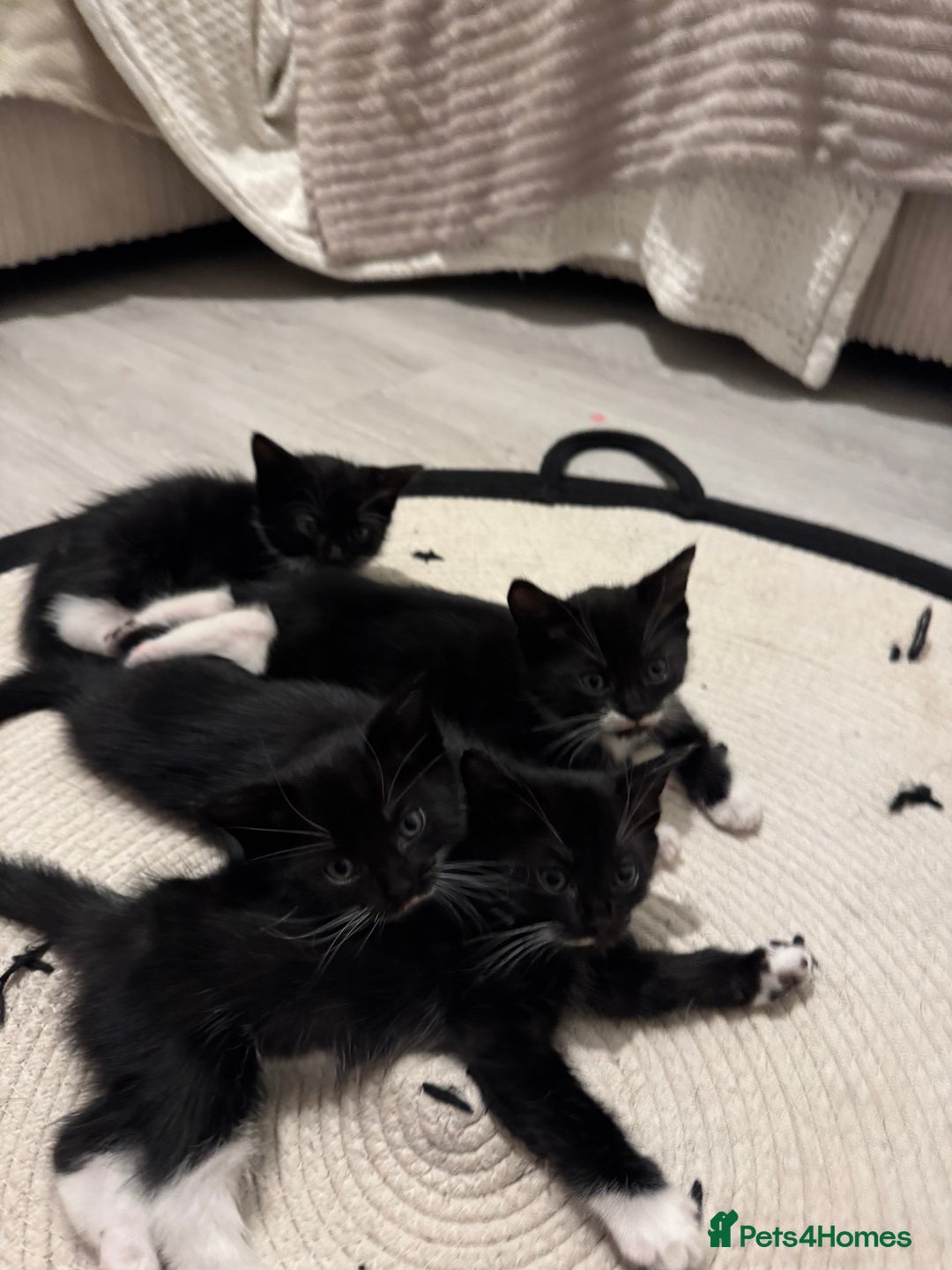Mixed Breed cats for sale: Beautiful Kittens Looking for Their Forever Homes✨ - Advert 10