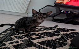 Mixed Breed cats for sale: Lookin - Image 1