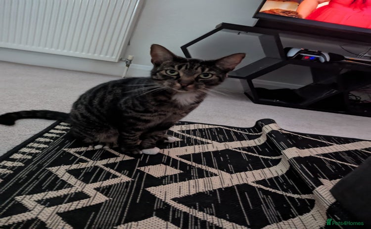 Mixed Breed cats - Advert 5