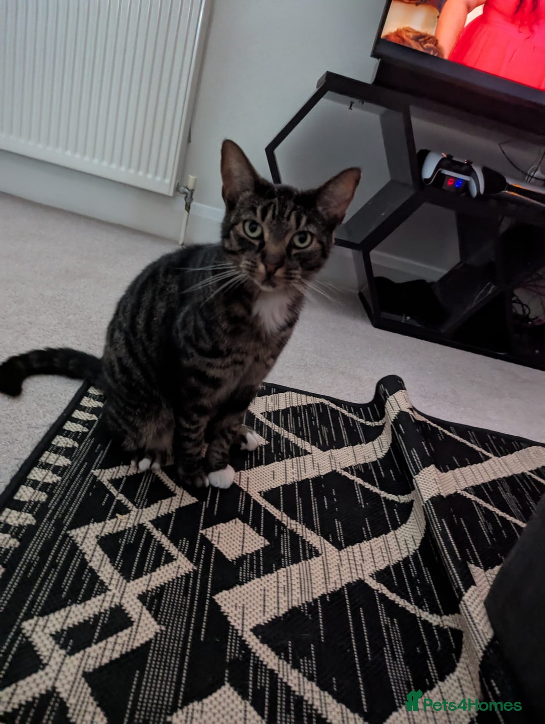 Mixed Breed cats for sale: Lookin - Image 1