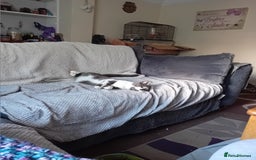 British Shorthair cats for sale: Munchkin  - Image 4