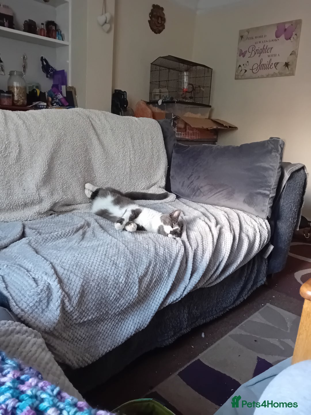 British Shorthair cats for sale: Munchkin  - Image 4