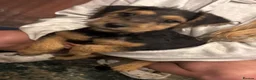 Lakeland Terrier dogs for sale: Lakeland terriers pups in Merthyr Tydfil - Advert 3