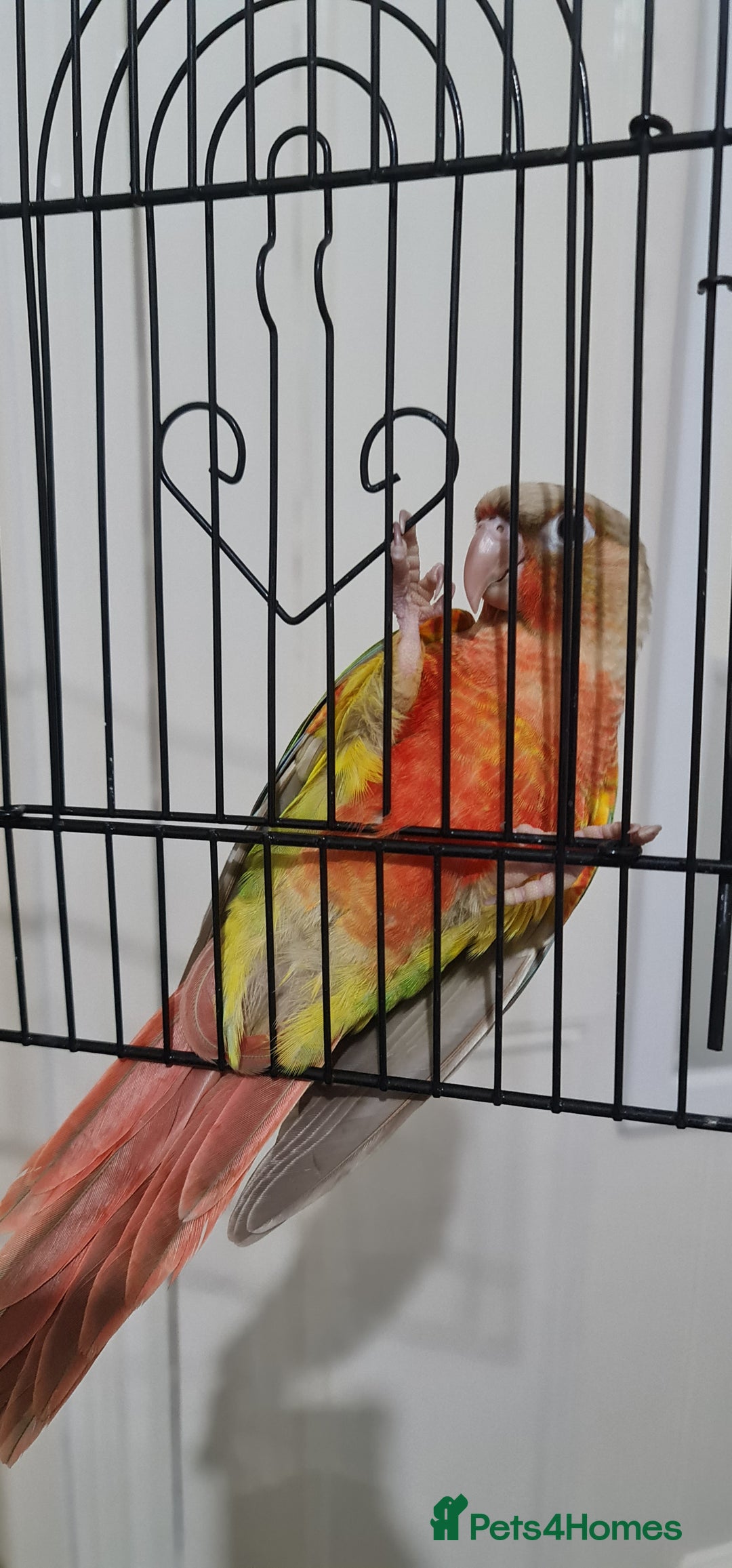 Conures birds for sale: Hand tame conure  - Image 3