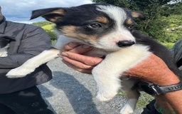 Border Collie dogs for sale: Mid Wales border collie pups  - Image 24