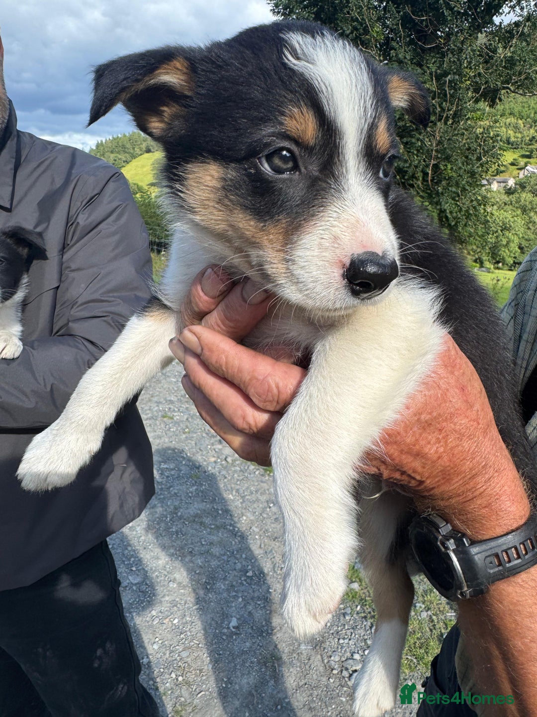 Border Collie dogs for sale: Mid Wales border collie pups  - Image 24