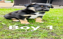 Mixed Breed dogs for sale: 3 fluffy Shollie German Shepard x Boarder Collie - Image 2
