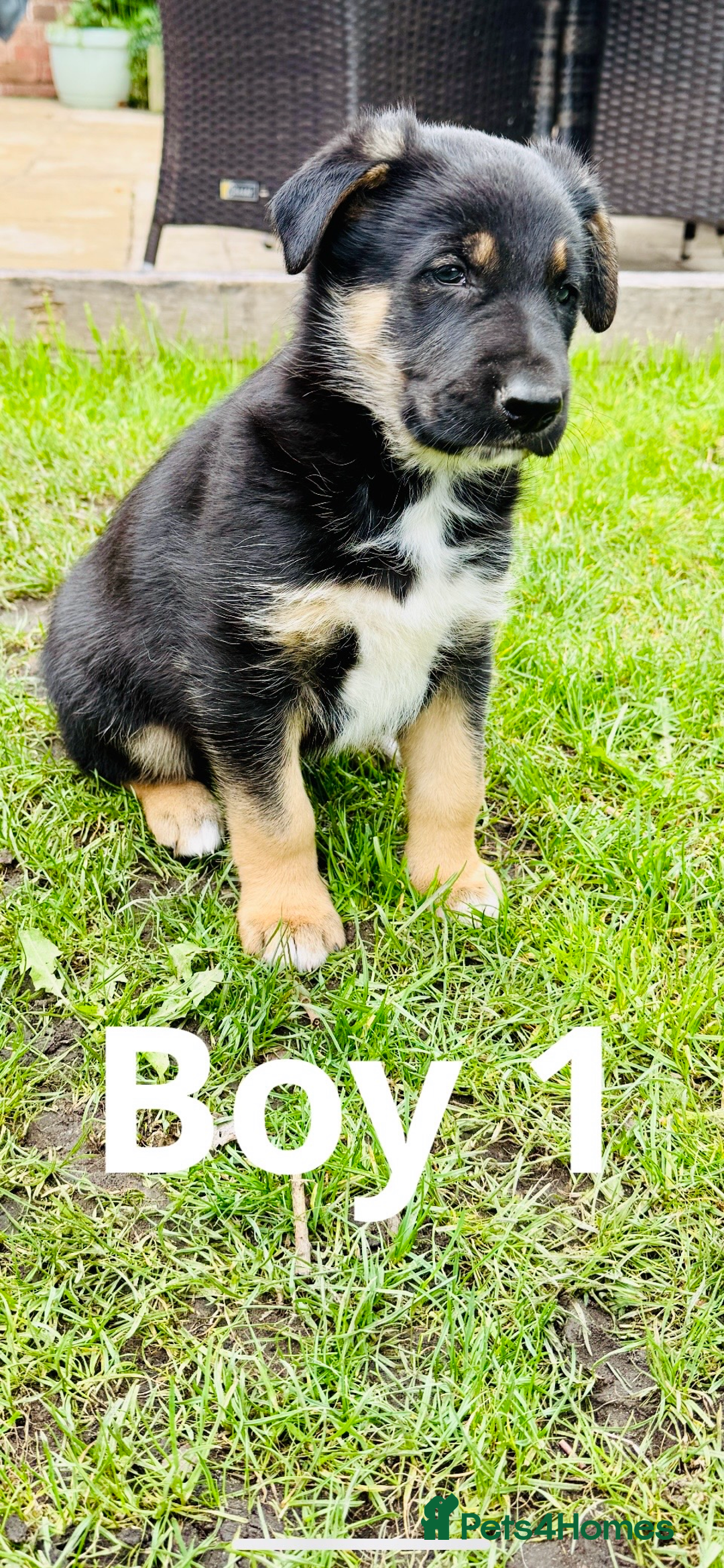 Mixed Breed dogs for sale: 3 fluffy Shollie German Shepard x Boarder Collie - Image 2