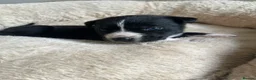 Mixed Breed dogs for sale: *4 LEFT!!* Husky x American Bulldog Pups - Advert 8