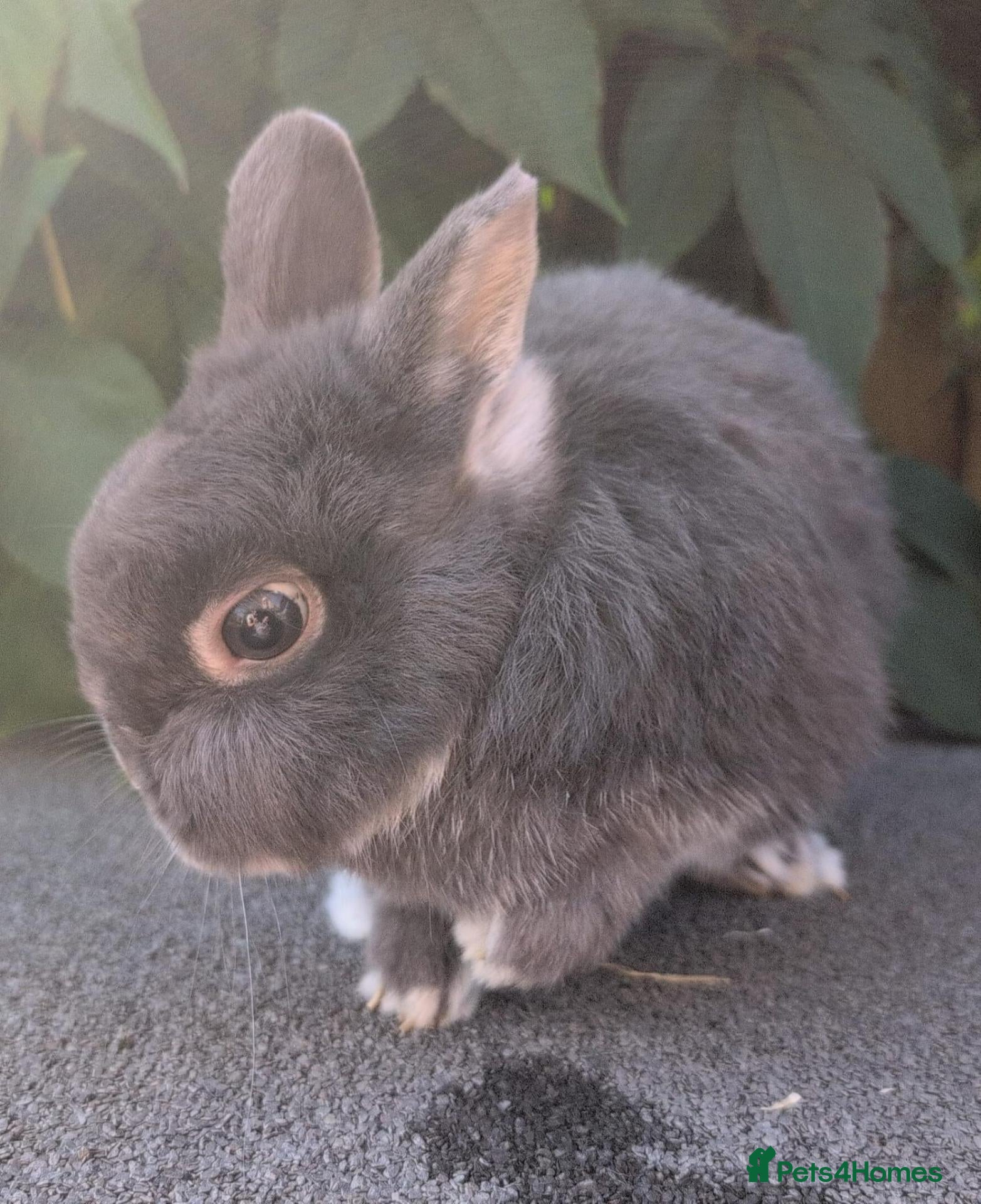 Netherland Dwarf rabbits for sale: Bonded Netherland dwarf boys  - Advert 2