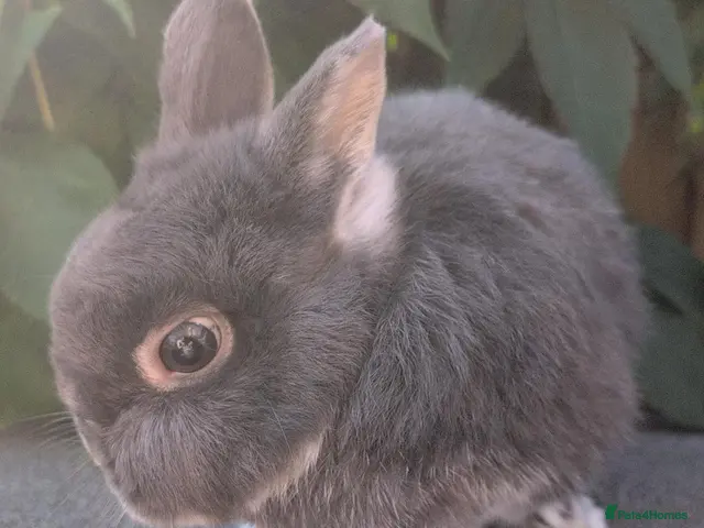 Netherland Dwarf rabbits for sale: Bonded Netherland dwarf boys - Advert 2