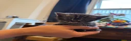 Persian cats for sale: Persian Black Mix  - Advert 13