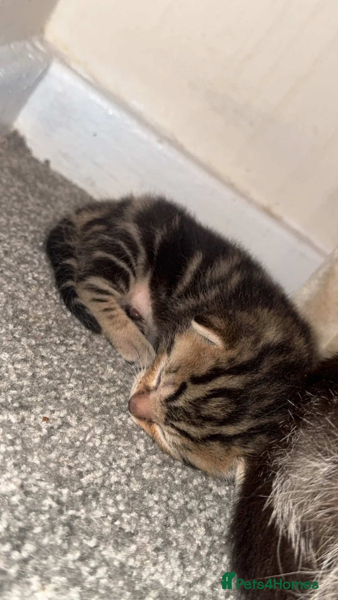 Mixed Breed cats for sale: Kittens for sale  in London - Advert 2