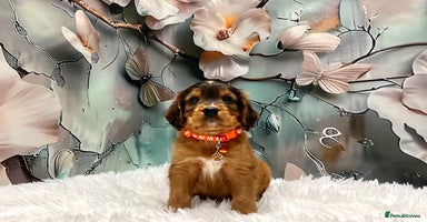 Cockapoo dogs - Advert 10