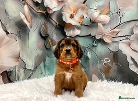 Cockapoo dogs - Advert 2