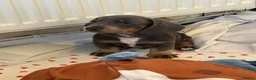 Miniature Dachshund dogs for sale: Blue and tan Mini dachshund pups ready !! 5 left!  in Newport - Advert 11