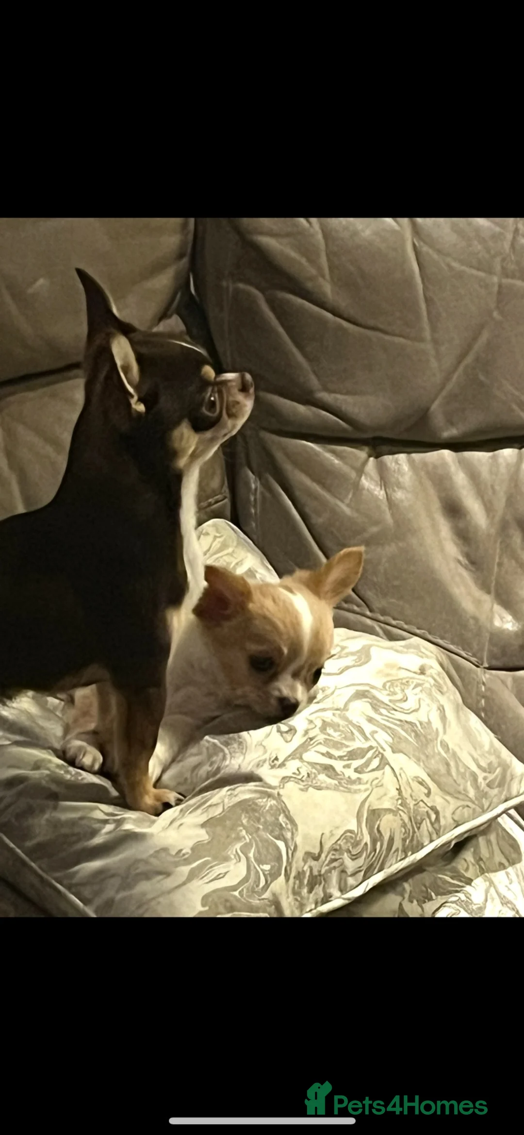 Chihuahua dogs for stud: Small and proven chihuahua for stud - Advert 2