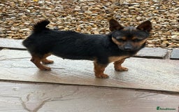 Jack Russell dogs for sale: Stunning miniature Jack Russell 🏡🏡 ❗️sold ❗️ - Image 2