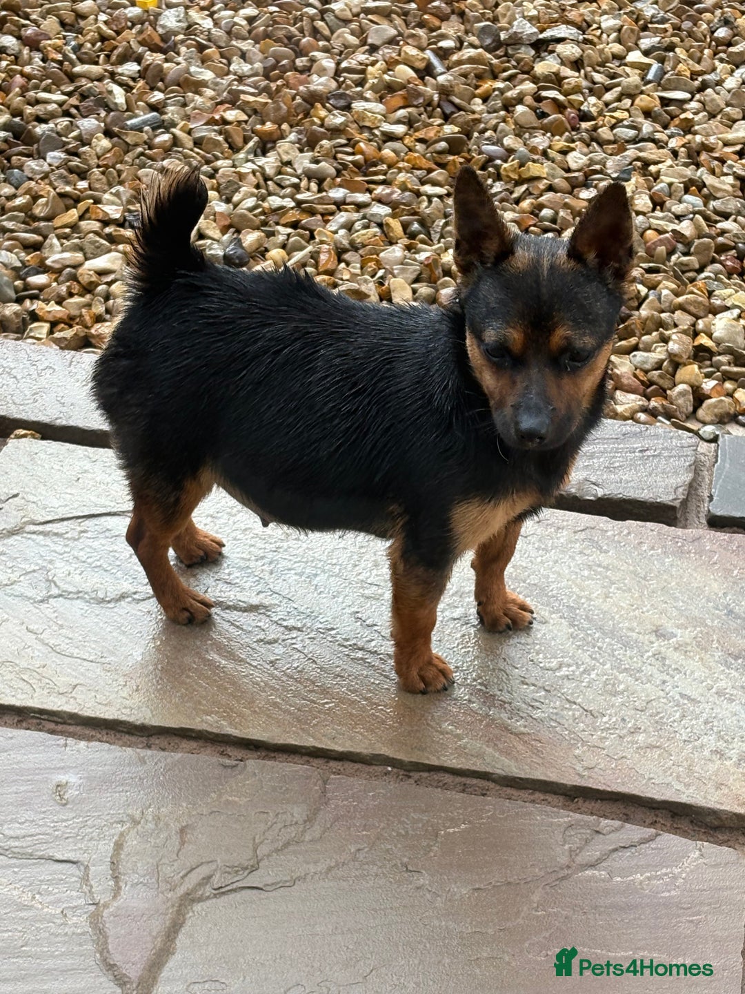 Jack Russell dogs for sale: Stunning miniature Jack Russell 🏡🏡 ❗️sold ❗️ - Image 2