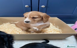 Cocker Spaniel dogs for sale: Cocker Spaniel puppies - Image 25