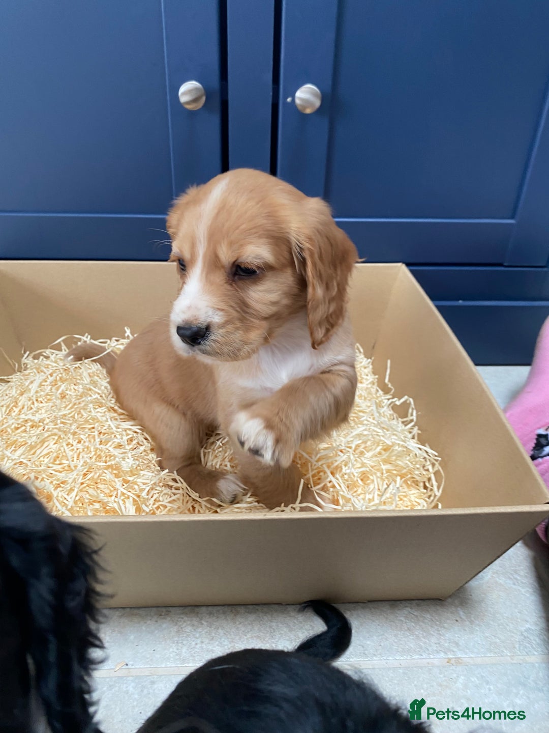Cocker Spaniel dogs for sale: Cocker Spaniel puppies - Image 25