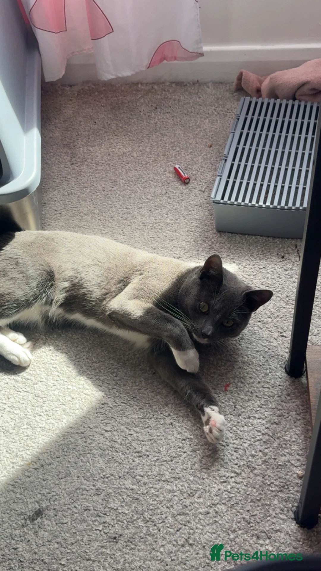 British Shorthair cats for sale: british short hair x bengal kitten in Folkestone - Advert 1